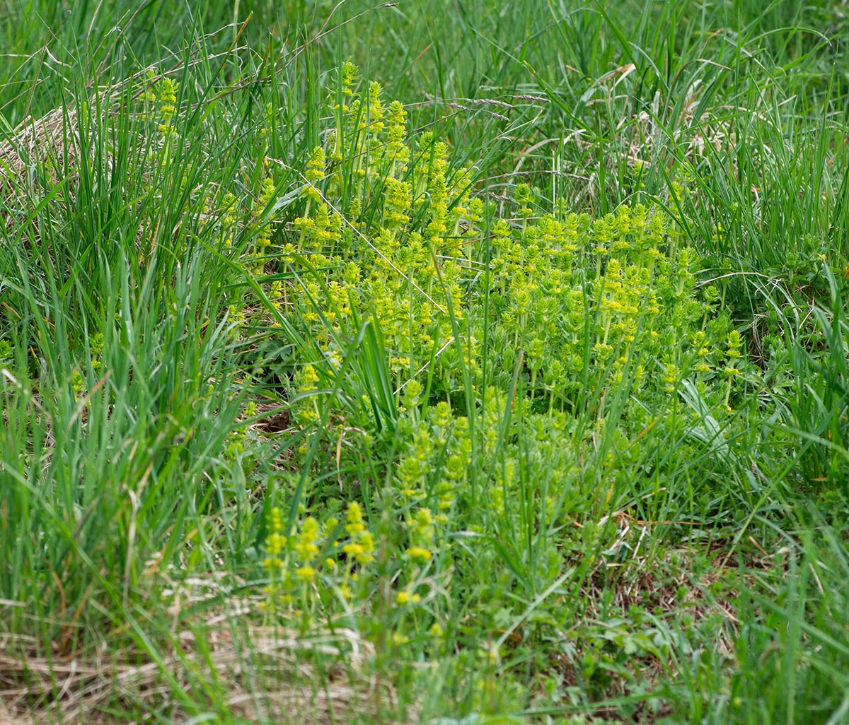 Habitat